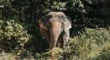 Elephant standing among lush greenery in Phuket, surrounded by trees and plants.