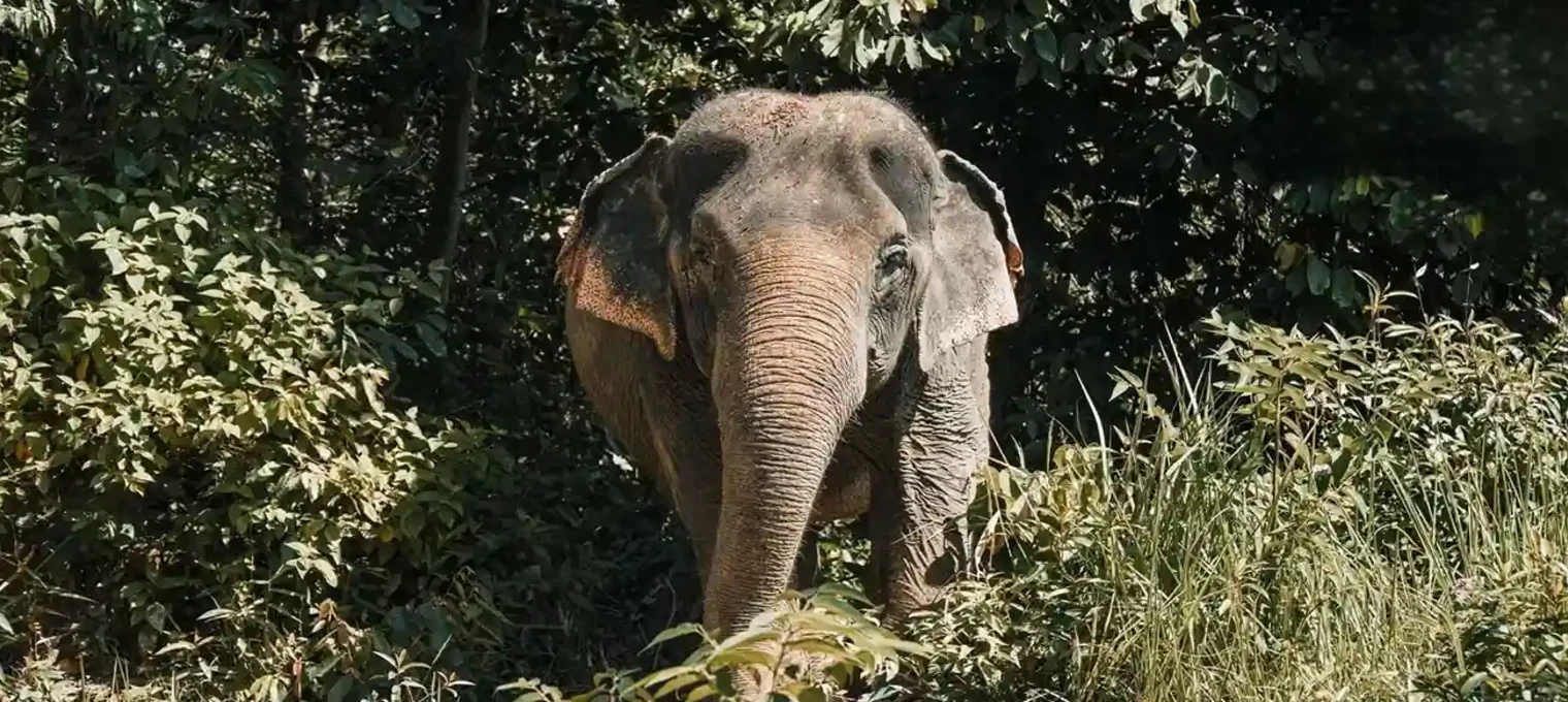 Elephant standing among lush greenery in Phuket, surrounded by trees and plants.