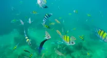 Colorful fish swimming in clear waters of Phuket, showcasing a vibrant underwater scene.