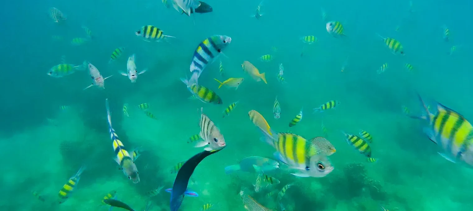 Colorful fish swimming in clear waters of Phuket, showcasing a vibrant underwater scene.