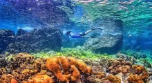 Snorkeler exploring vibrant coral reefs under clear water in Phuket.