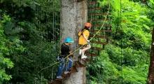 Two climbers navigate spiral stairs on a tree in Phuket's lush jungle.