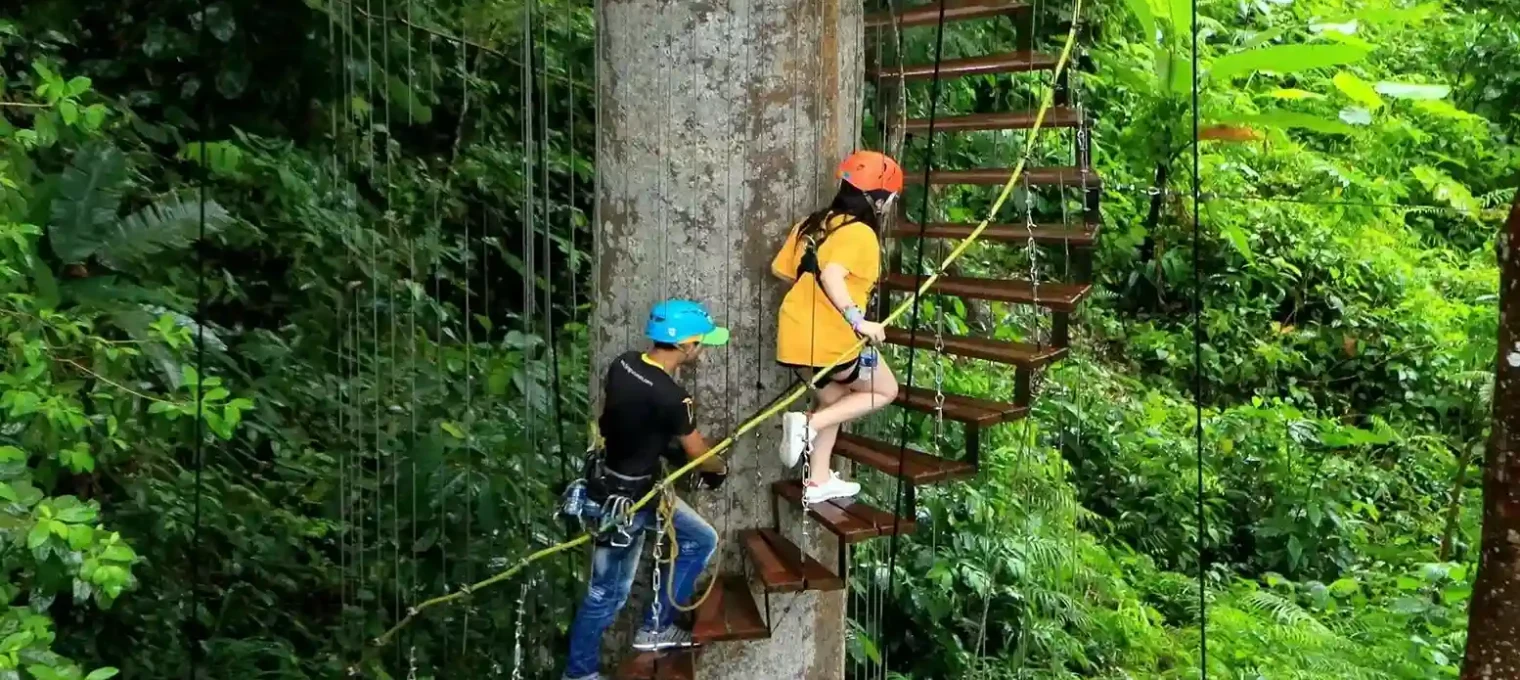 Two climbers navigate spiral stairs on a tree in Phuket's lush jungle.