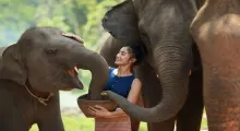 Woman feeding elephants in Phuket, smiling as she interacts with them.