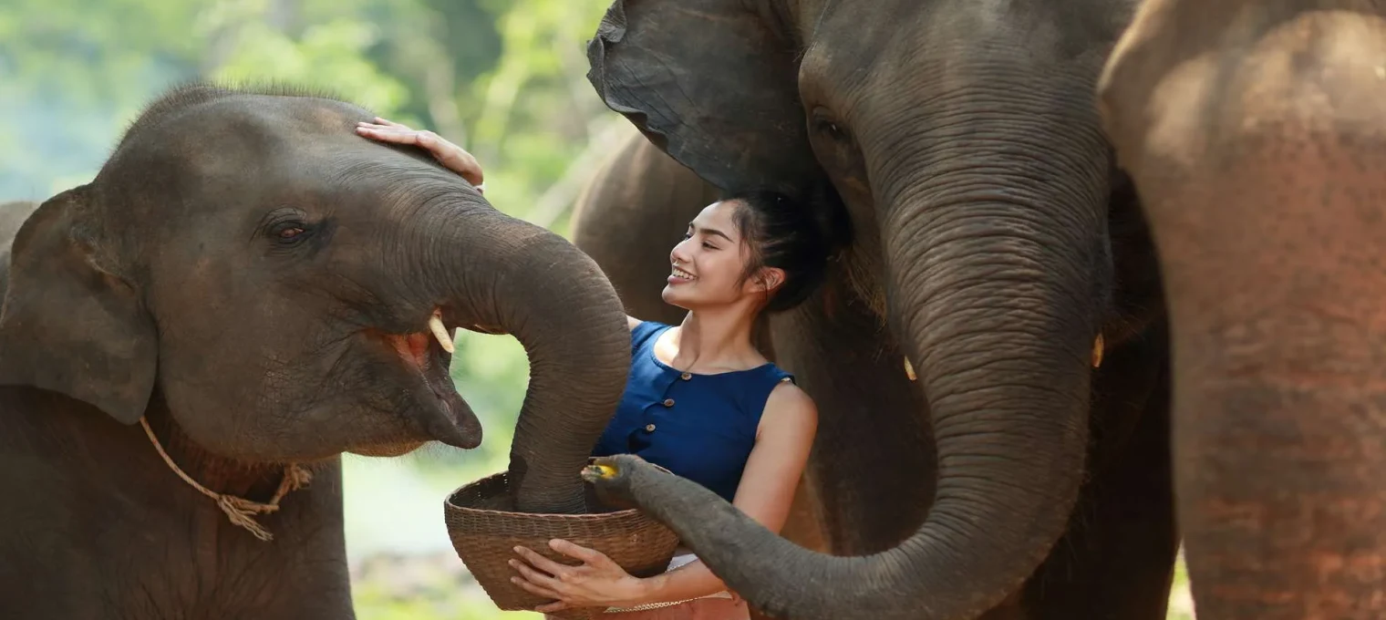 Woman feeding elephants in Phuket, smiling as she interacts with them.