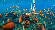 A snorkeler explores vibrant coral reefs surrounded by colorful fish in Phuket.