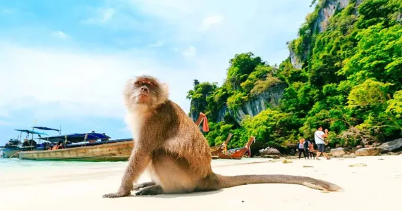 A monkey sits on a sandy beach with lush green cliffs and boats in Phuket.