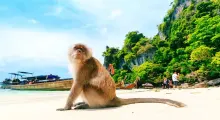 A monkey sits on a sandy beach with lush green cliffs and boats in Phuket.
