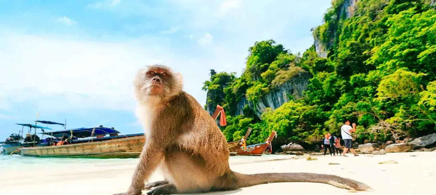 A monkey sits on a sandy beach with lush green cliffs and boats in Phuket.