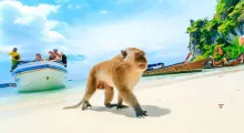 Monkey walking on the beach in Phuket with boats and tourists in the background.