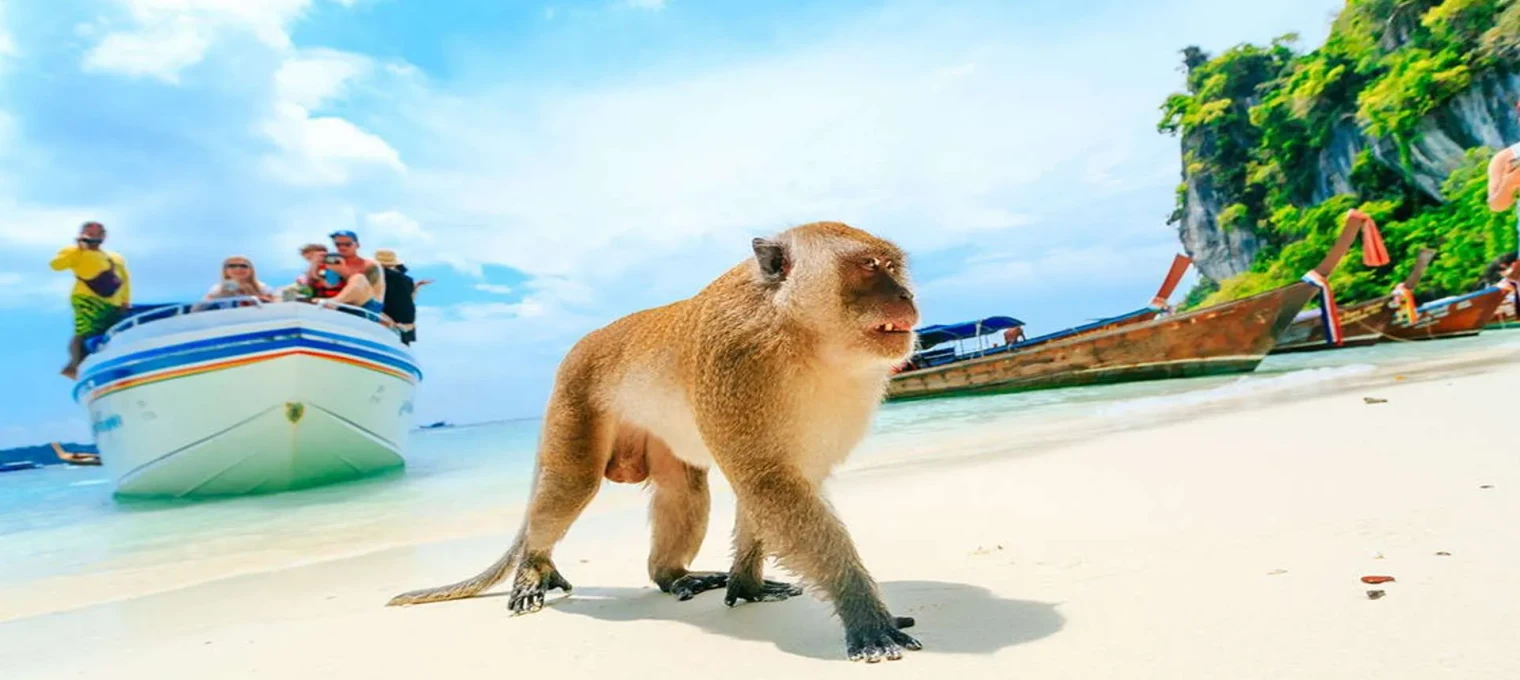 Monkey walking on the beach in Phuket with boats and tourists in the background.