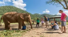 A group of people interacts with an elephant in a lush Phuket landscape.
