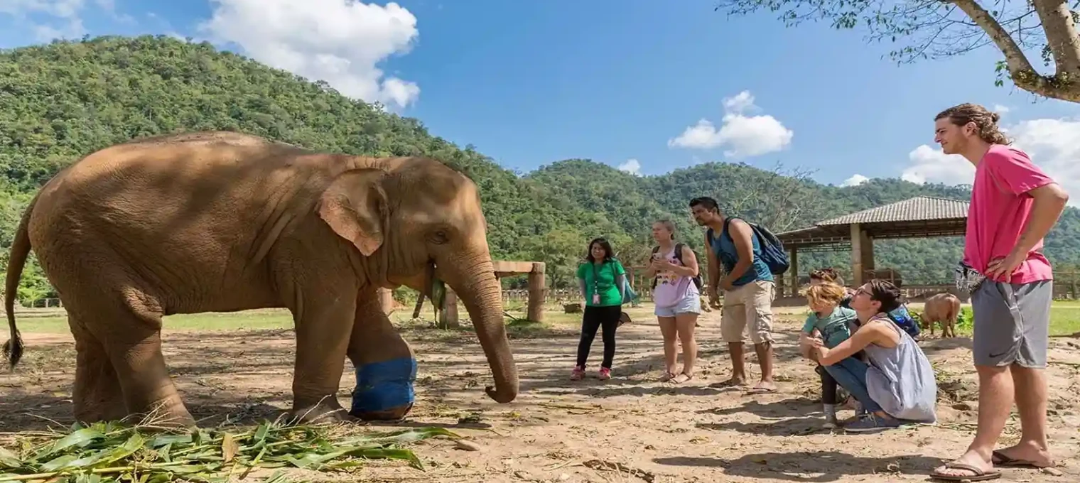 A group of people interacts with an elephant in a lush Phuket landscape.
