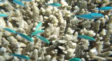 Vibrant blue-green fish swimming among coral formations in Phuket's underwater landscape.