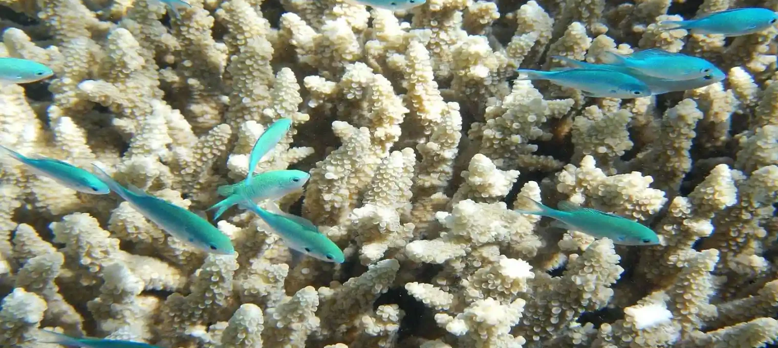 Vibrant blue-green fish swimming among coral formations in Phuket's underwater landscape.