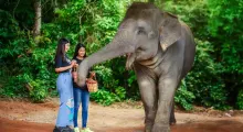 Две женщины кормят слона в джунглях Пхукета. Слон подходит к ним.