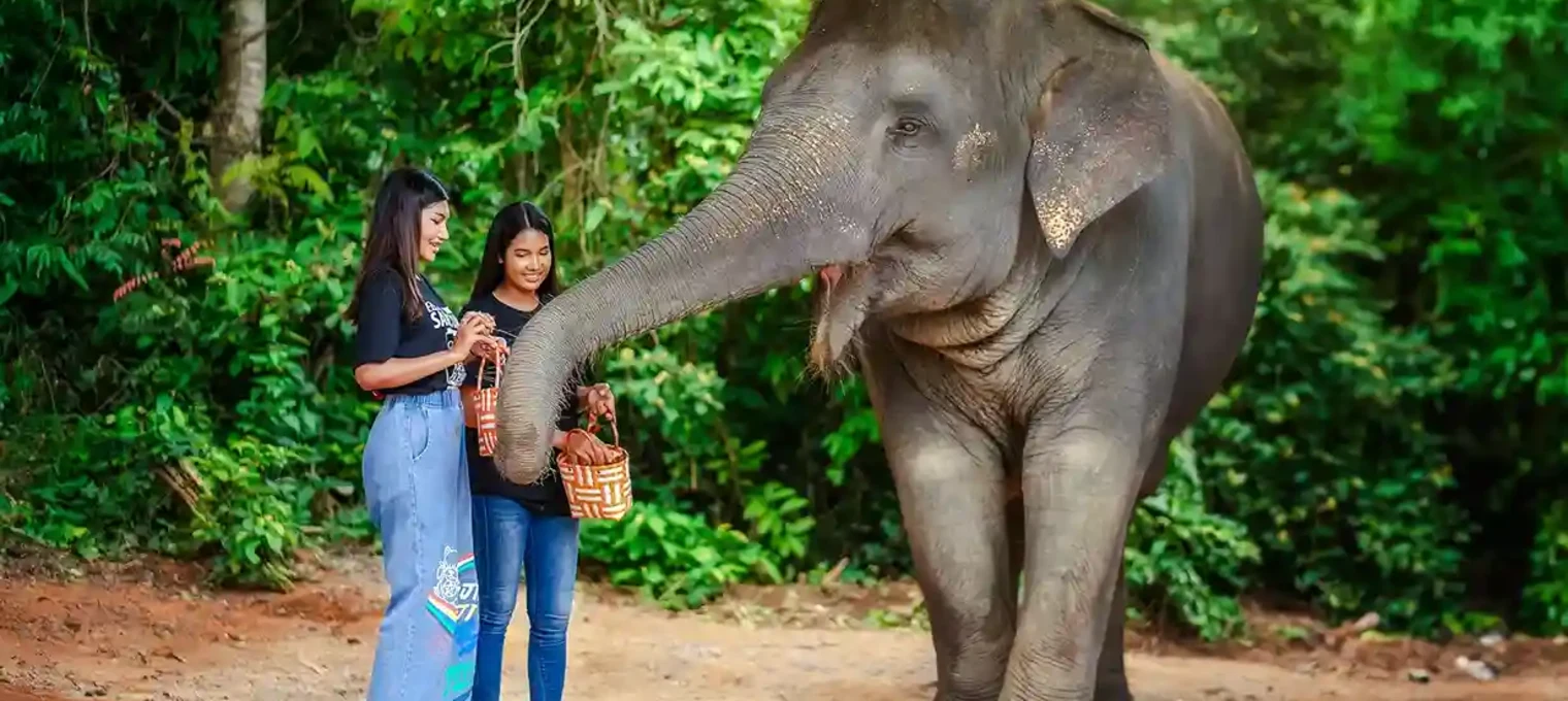Две женщины кормят слона в джунглях Пхукета. Слон подходит к ним.