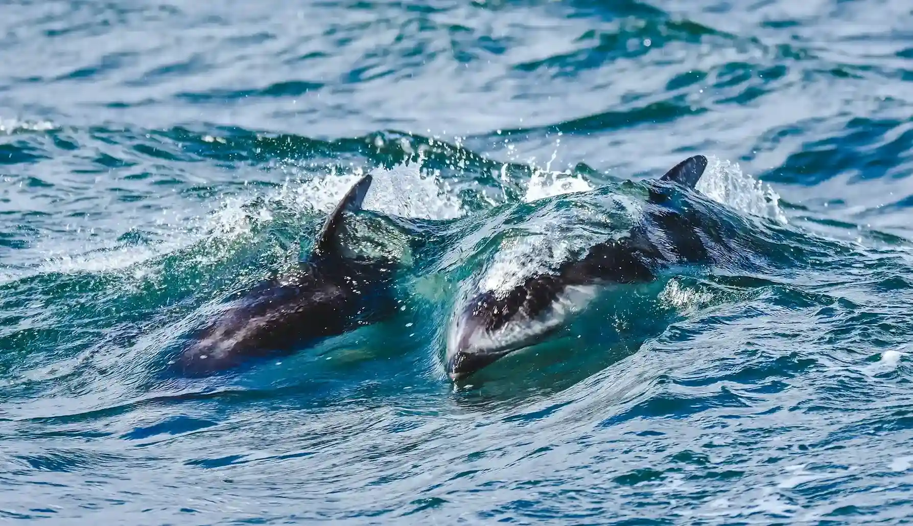Two dolphins swim through Phuket waters while creating water splashes.
