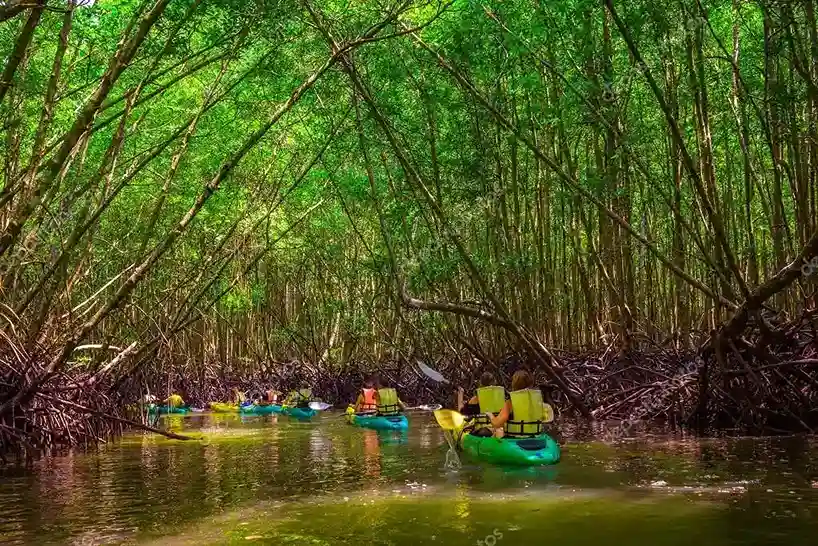Group of kayakers exploring a lush mangrove forest in Phuket, Thailand.