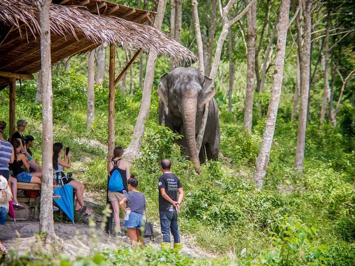 Visitors watch elephants in their natural habitat at Phuket Elephant Sanctuary.