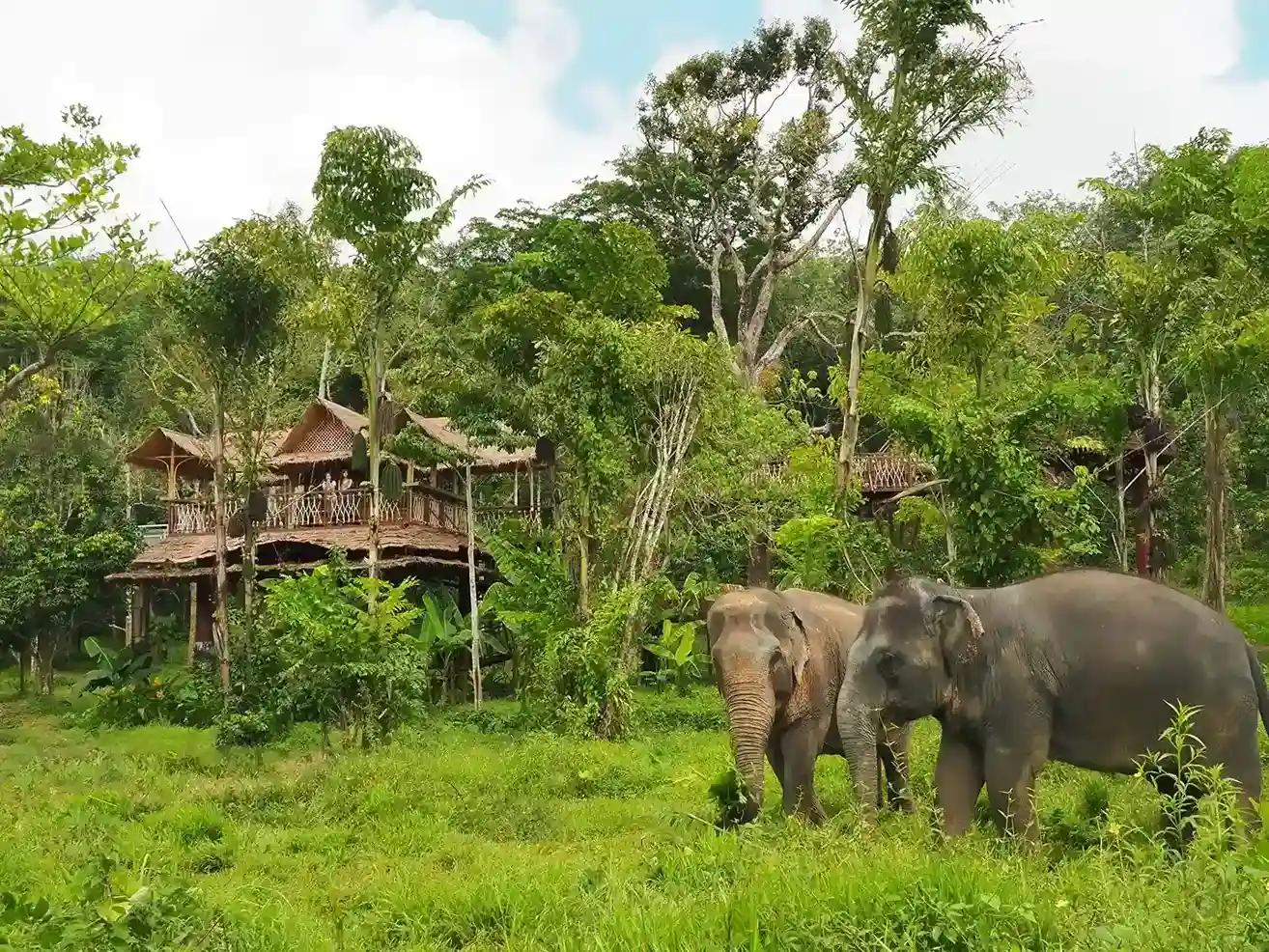 Two elephants roam in a lush green area near a wooden lodge in Phuket's jungle.