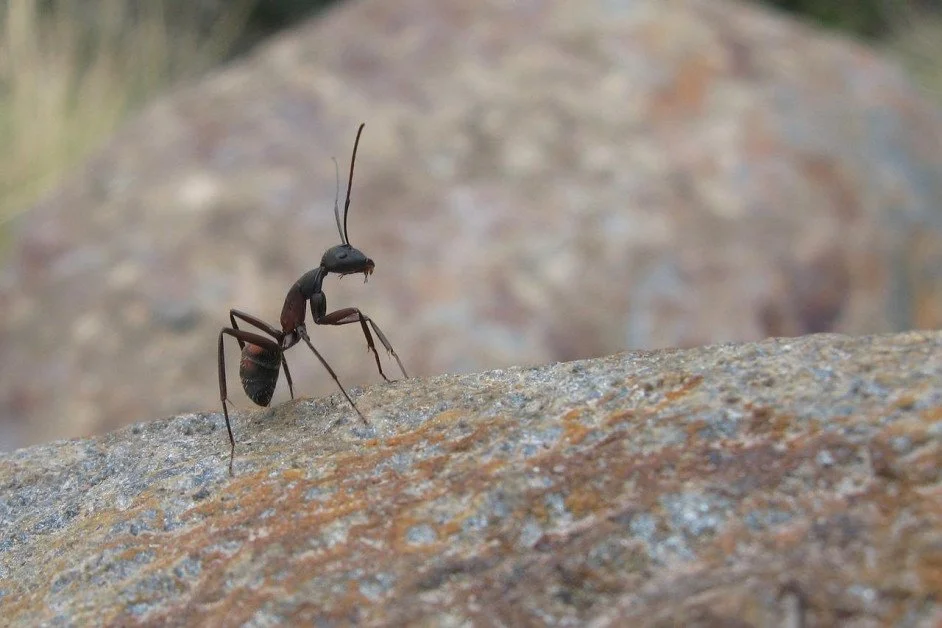 Close-up of a black ant on a textured rock in Phuket, showcasing its detailed features.
