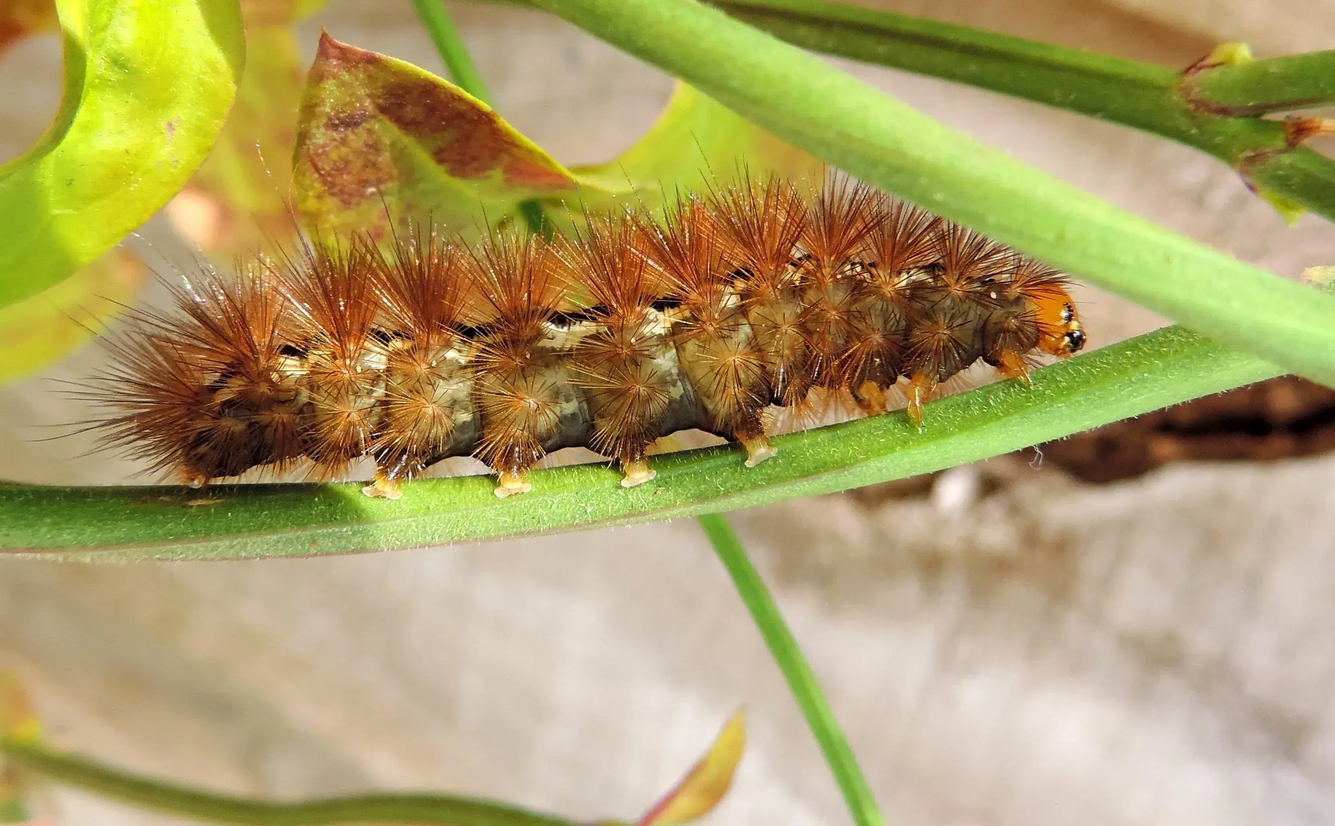 Close-up of a spiky brown caterpillar on a green plant in Phuket.
