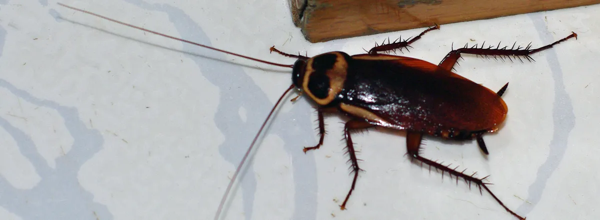 insects-and-animals-in-phuket-cockroach-phuket.webp
