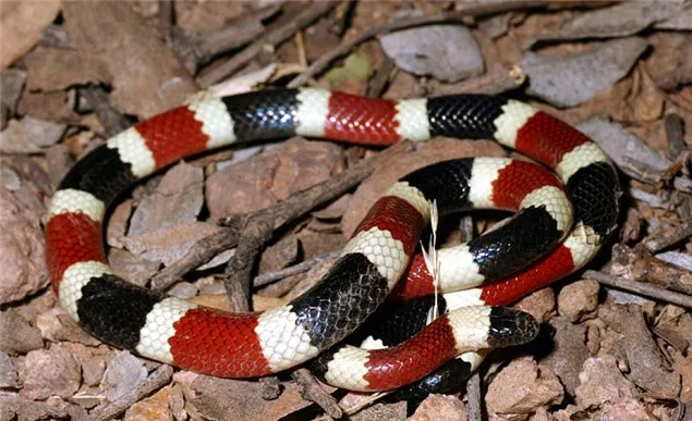Colorful snake with red, black, and white bands resting on brown foliage in Phuket.