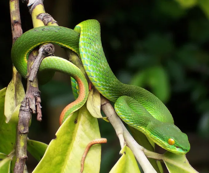A vibrant green tree snake resting on a branch in Phuket, surrounded by leaves.