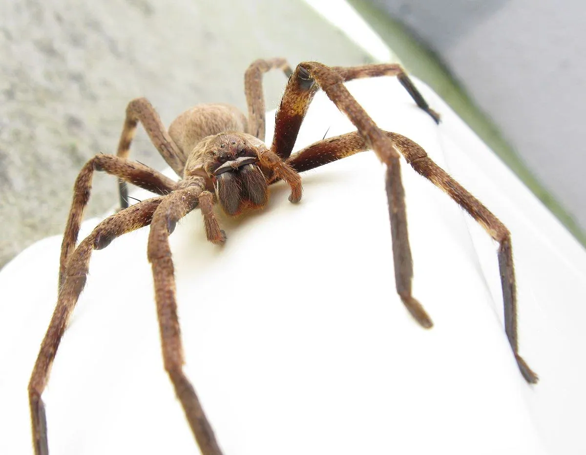 Close-up of a large brown spider on a white surface in Phuket, Thailand.