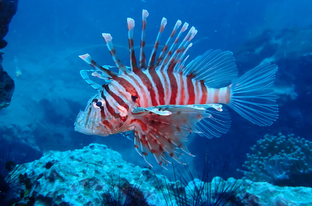 Colorful lionfish swimming near coral in Phuket's clear blue waters.