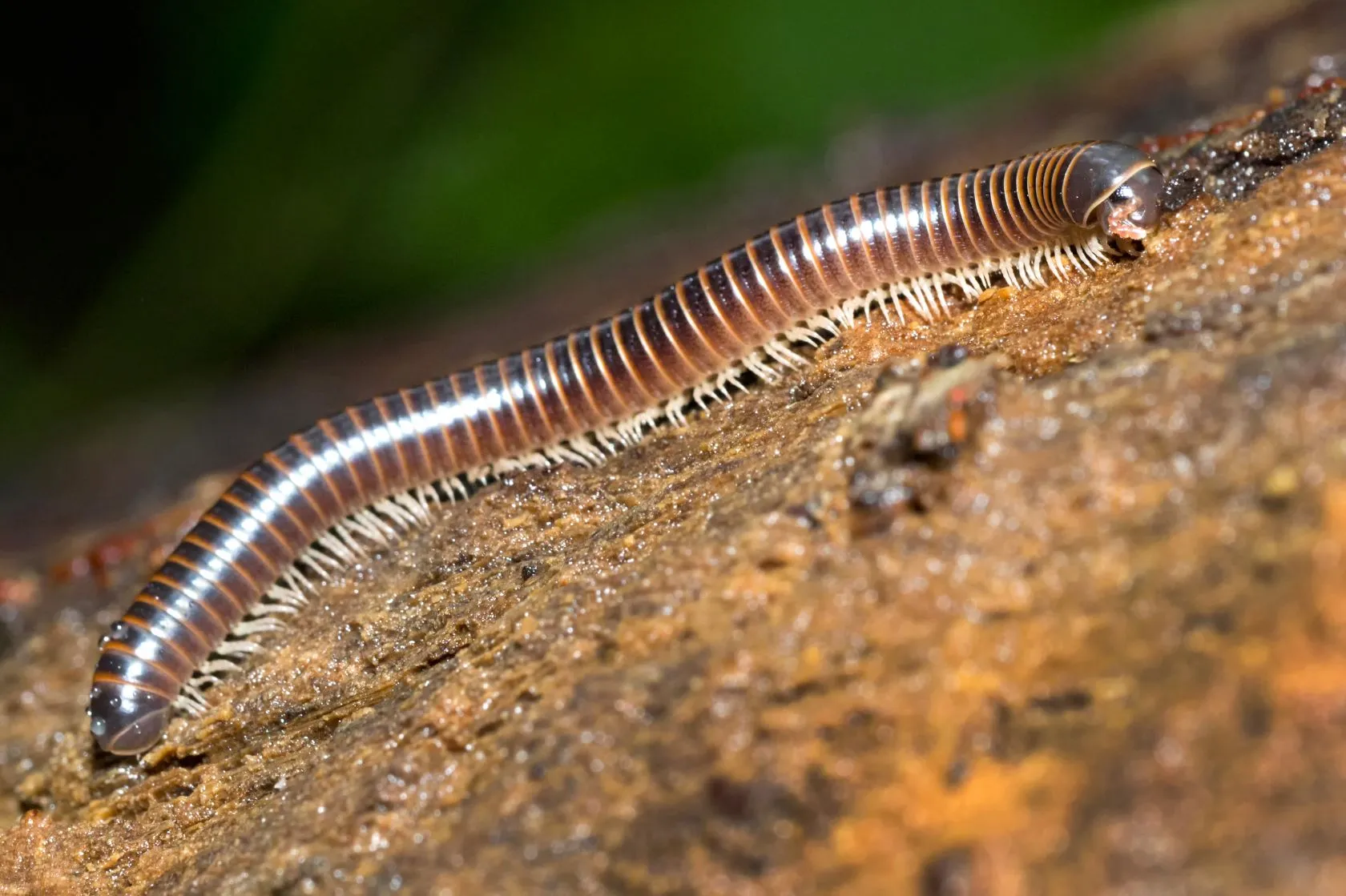 Close-up of a striped millipede crawling on a log in a tropical environment.