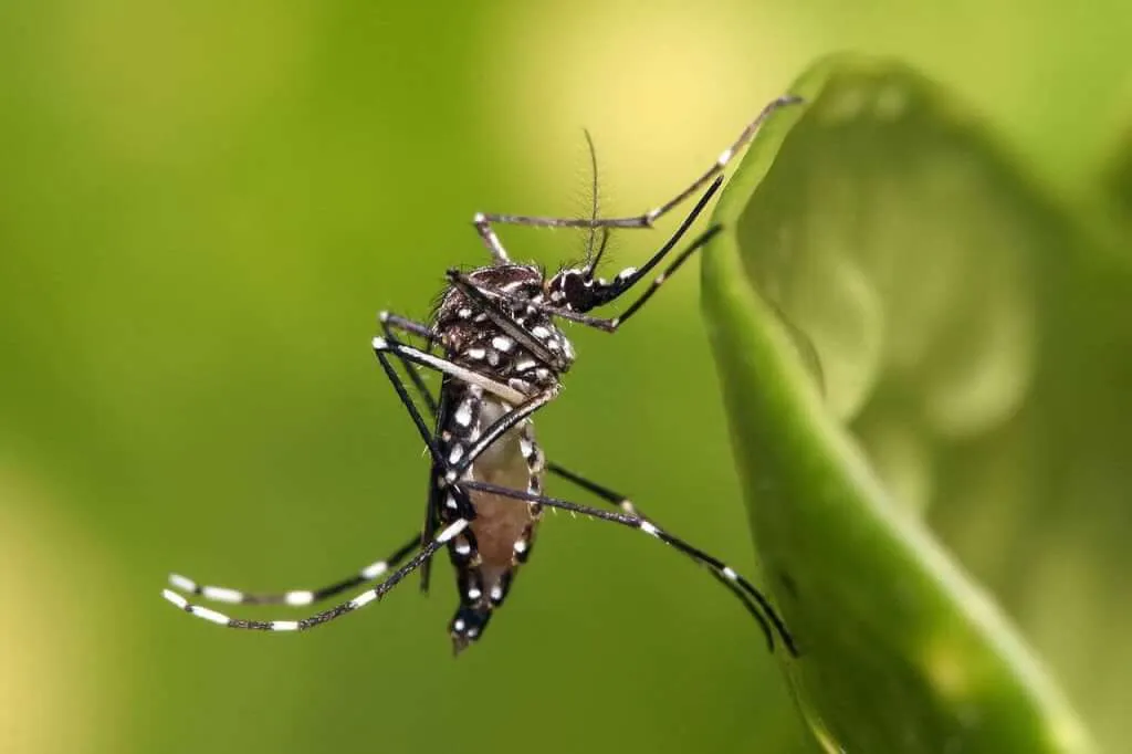 Close-up of a mosquito resting on a green leaf, showcasing intricate details of its body.