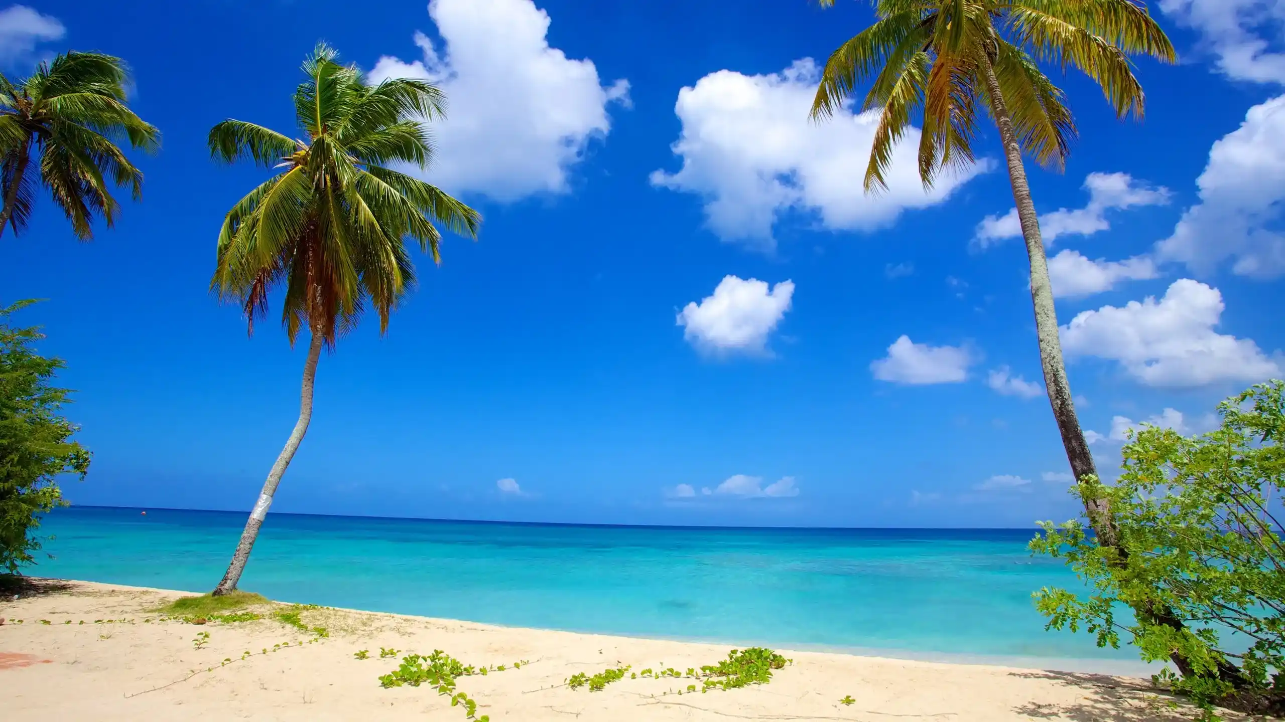 Tropical beach in Phuket with clear blue water, sandy shore, and palm trees under a sunny sky.