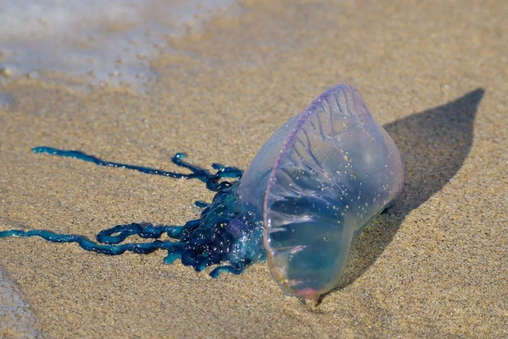 Jellyfish washed up on sandy beach in Phuket, displaying vibrant colors and trailing tentacles.