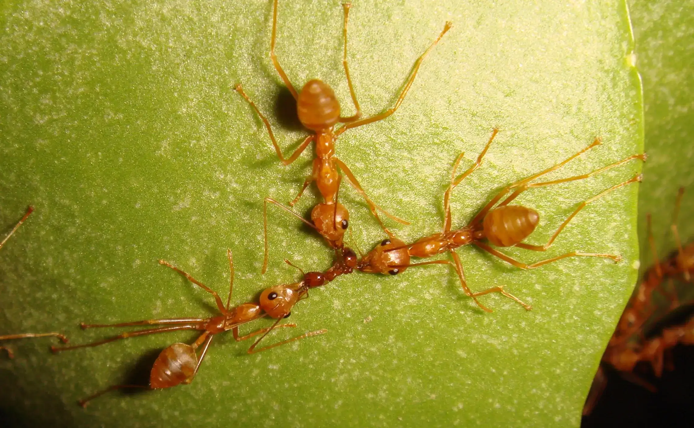 Close-up of three orange ants on a green leaf, showcasing their details and activity.