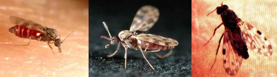Close-up images of various flying insects, possibly from the family of midges or biting flies.