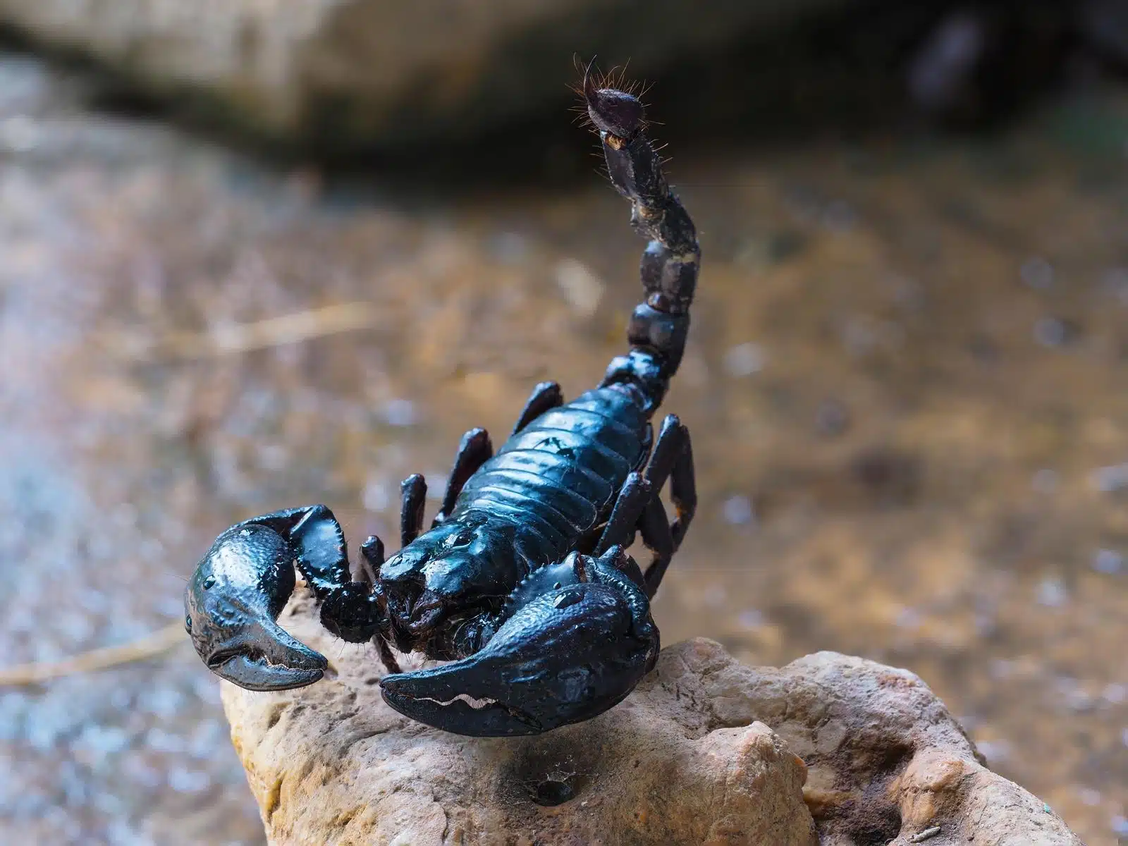 Black scorpion on a rock, seen in a natural setting in Phuket.