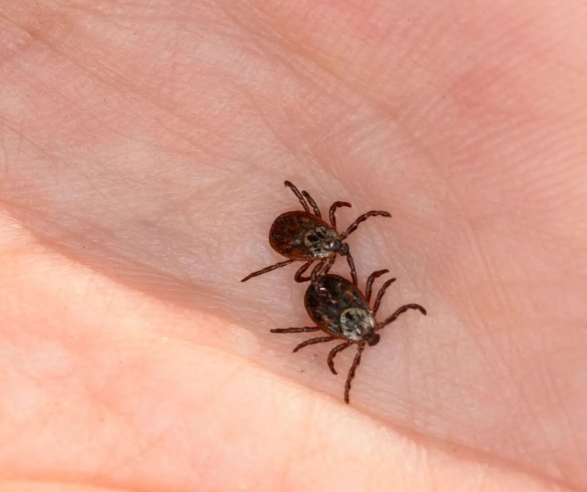 insects-and-animals-in-phuket-ticks-phuket.webp
