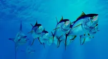 A lively underwater scene showcasing a school of blue fish swimming in clear waters.