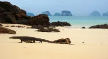 Monitor lizard walking on a sandy beach in Phuket, with rocky islands in the background.