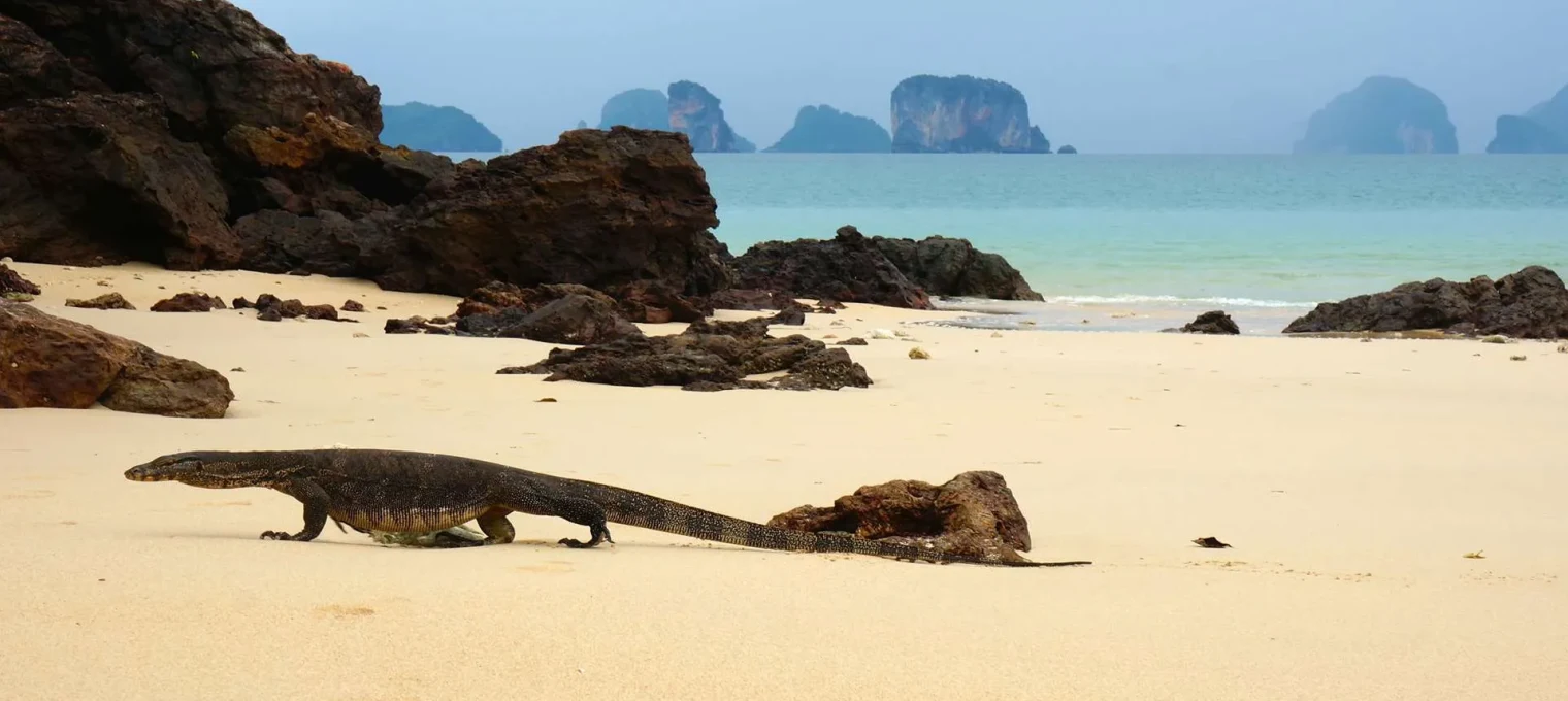 Monitor lizard walking on a sandy beach in Phuket, with rocky islands in the background.