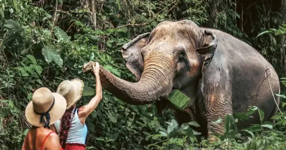A woman feeds an elephant while another woman watches in Phuket's lush greenery.
