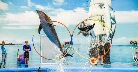 Dolphins jumping through hoops at a Phuket marine show with performers and ocean backdrop.