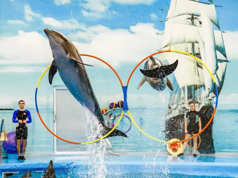 Dolphins jumping through hoops at a Phuket marine show with performers and ocean backdrop.
