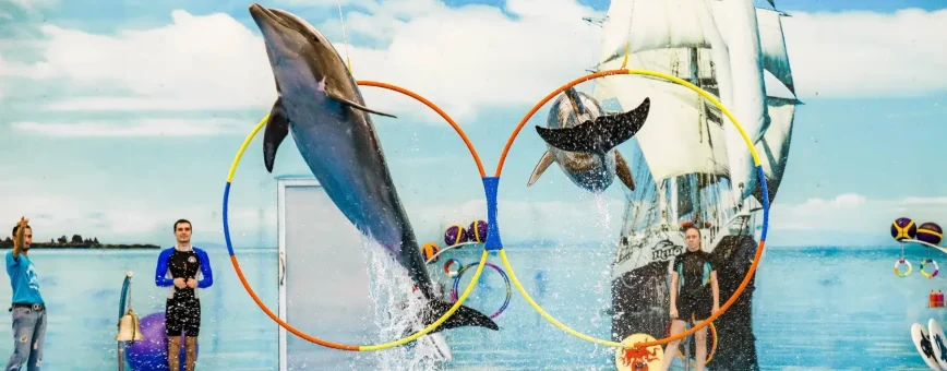 Dolphins jumping through hoops at a Phuket marine show with performers and ocean backdrop.
