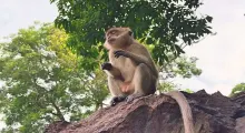A monkey sitting on a rock, surrounded by greenery in Phuket, Thailand.