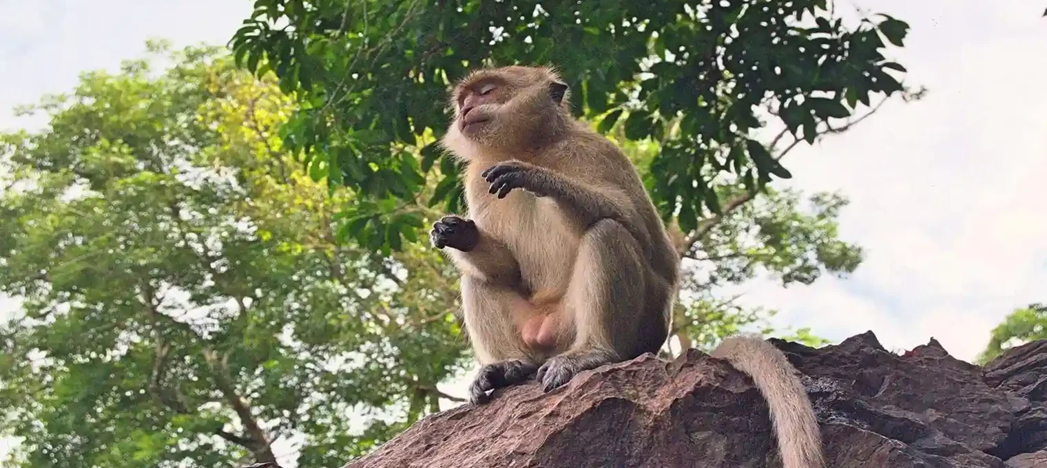 A monkey sitting on a rock, surrounded by greenery in Phuket, Thailand.