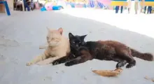 Two cats, one light-colored and one black, lounging on the sandy beach in Phuket.
